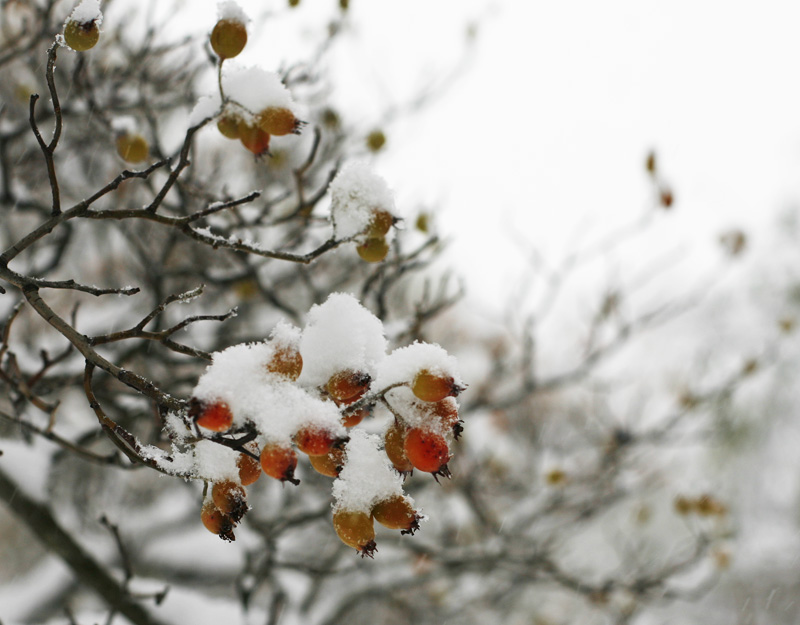 Winter rosehip Snowy rose hips just outside our window in the centre of stockholm